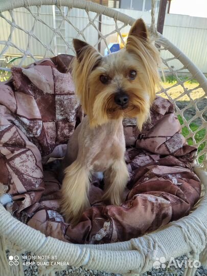 Вязка йорка