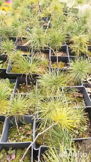 Кедр сибирский (сосна кедровая)