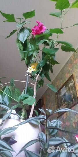 Гибискус. Редкий эксклюзив