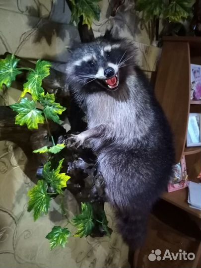 Чучело Енот полоскун