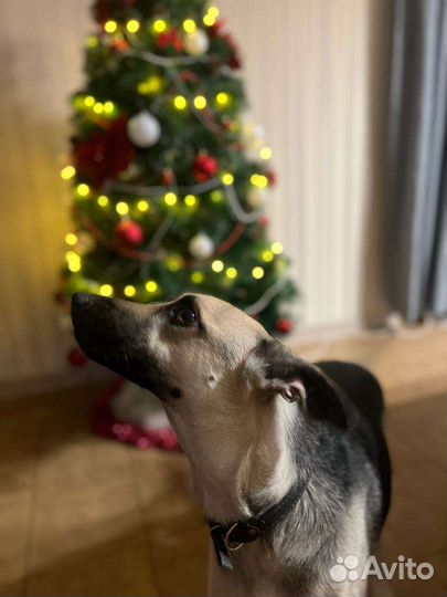 Передержка собак в частном доме