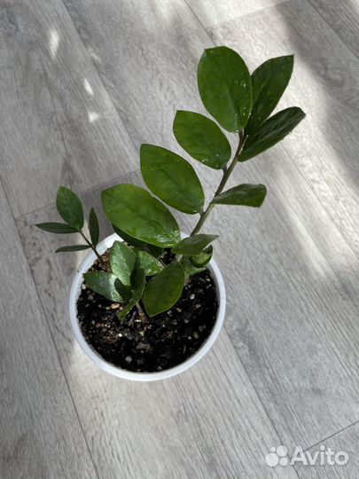 Фикус эластика Замиокулькас