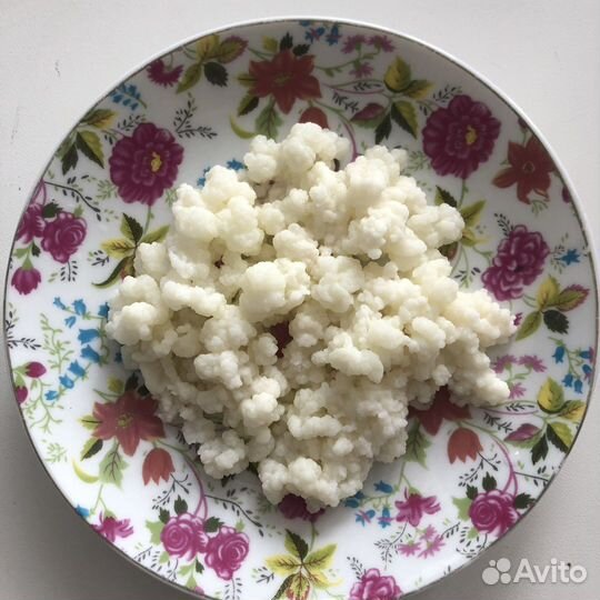 Кефирный тибетский молочный гриб