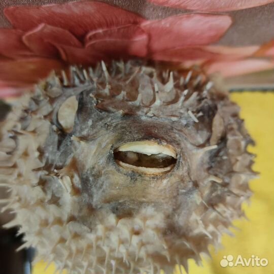 Чучело рыбы еж