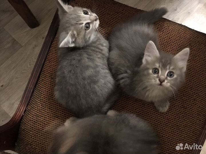 Кот и три кошечки