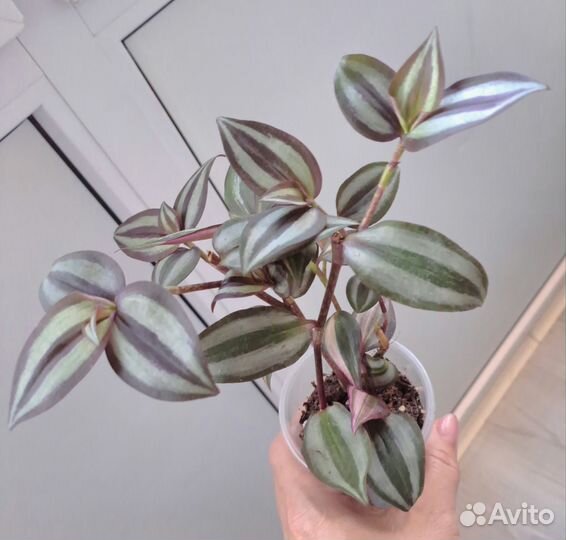 Комнатные растения цветы