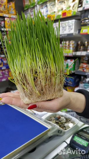 Трава для кошек