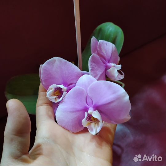 Орхидея фаленопсис Тайсуко Анна