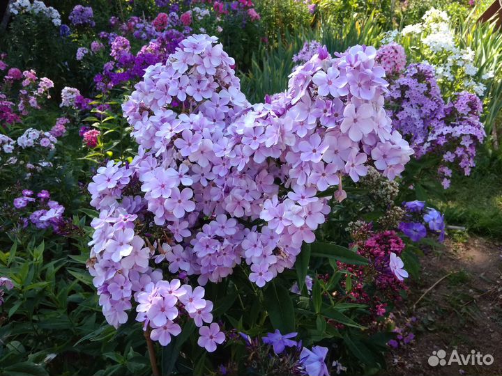 Флоксы сортовые