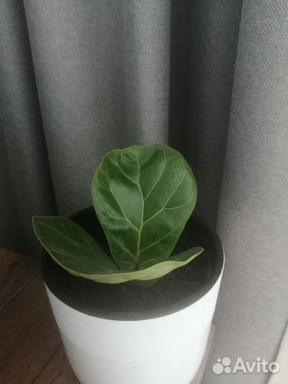 Фикус бамбино лирата