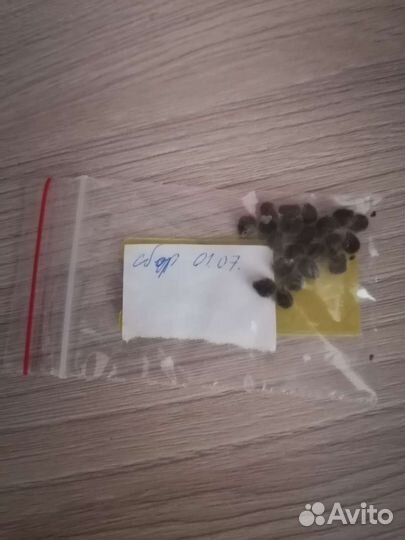 Семена гибискуса