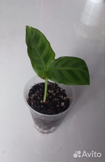 Калатея зебрина, строманта