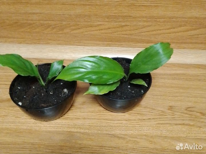 Разные цветы по одной цене