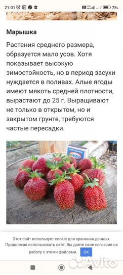 Рассада клубники