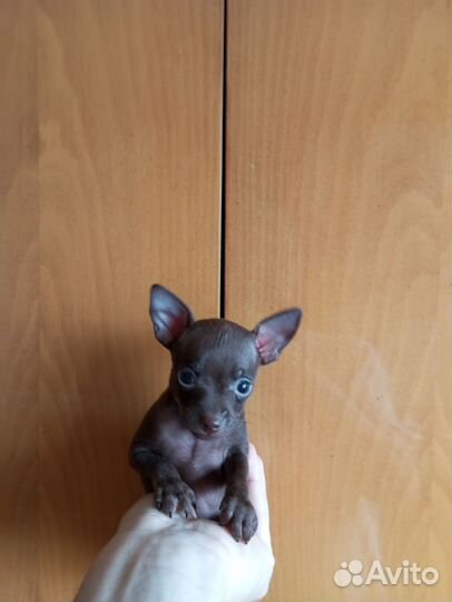 Той-терьер щенки