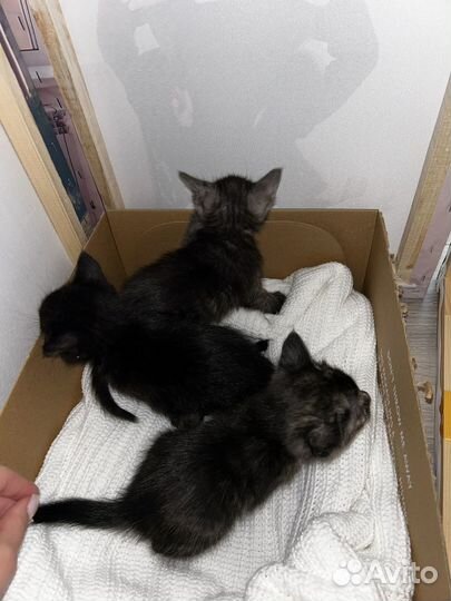 Котята в добрые руки даром девочка