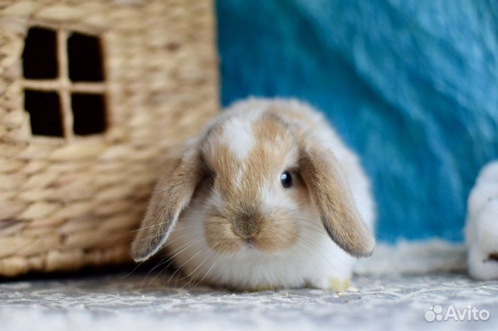 Мини карликовый кролик. Декоративный кролик