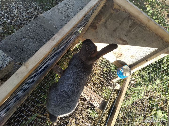 Кроли маточник