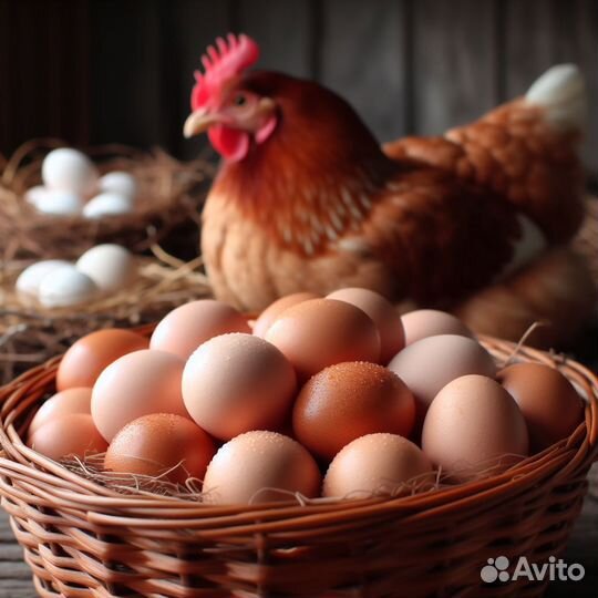 Рабочий на укладку яиц вахта в Вел.Новгороде