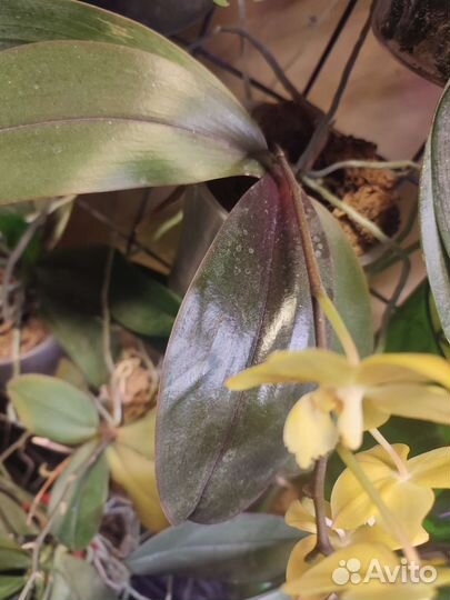 Орхидея фаленопсис цветущая yellow chocolate