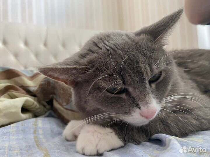 Кошечка в добрые руки