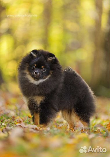 Груминг животных