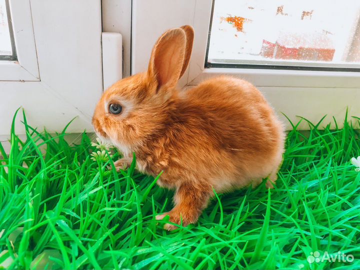 Карликовый кролик