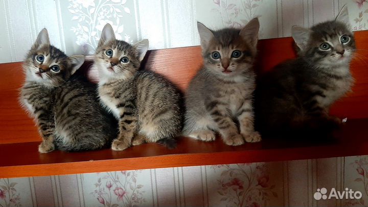 Кошка в дар бесплатно