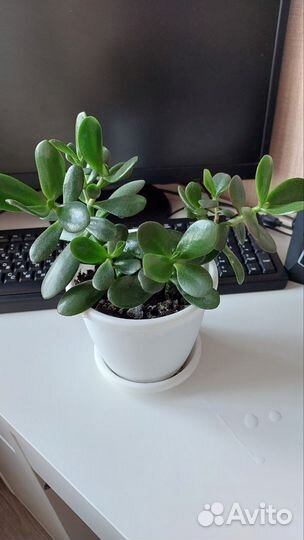Денежное дерево (Толстянка, Крассула)
