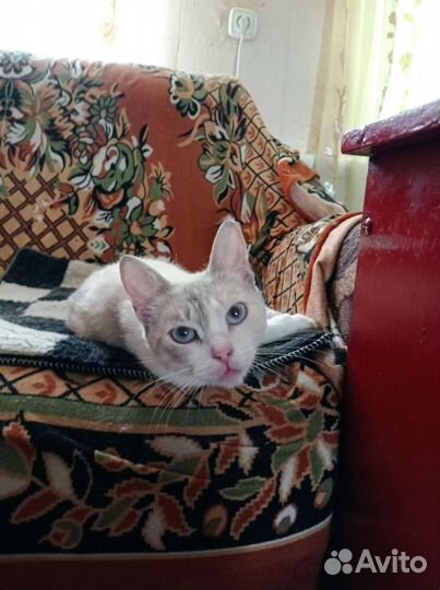 Кошечка в добрые руки