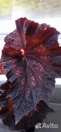 Бегония декоративно-лиственная