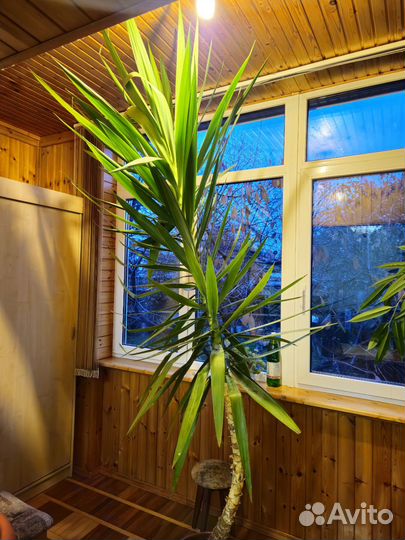 Пальма Юкка в горшке