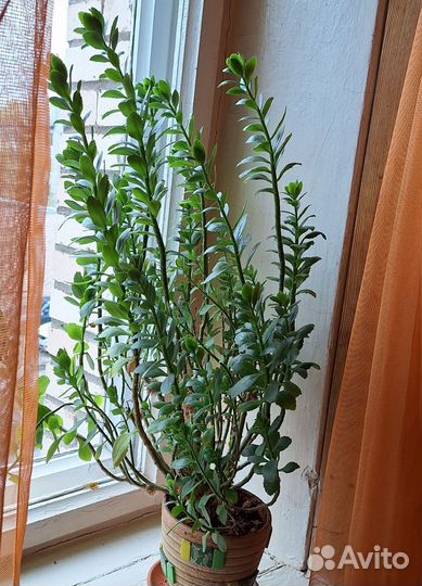 Растение Коланхоэ декоративный