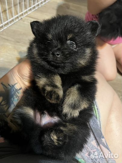 Шпиц померанский мальчик