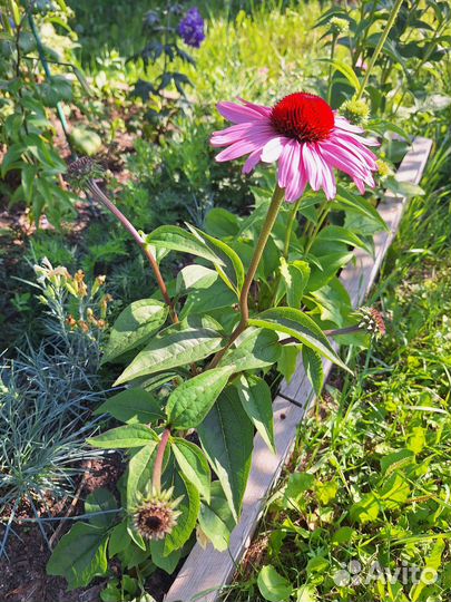 Эхинацея пурпурная