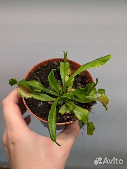 Хищное растение Венерина Мухоловка