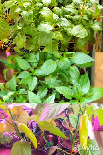 Перец острый