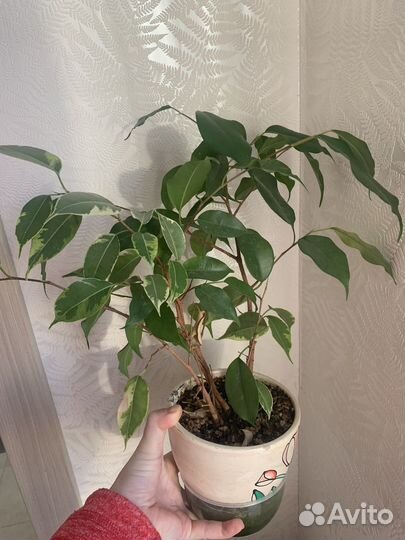 Бенджамина фикус