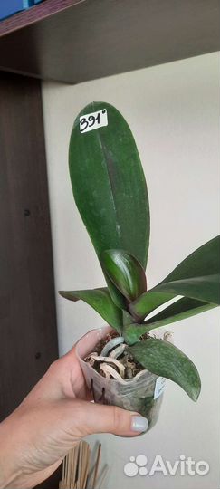 Орхидея фаленопсис I-Hsin Violet Angel