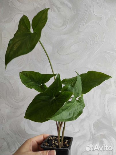 Дримиопсис, Сингониум