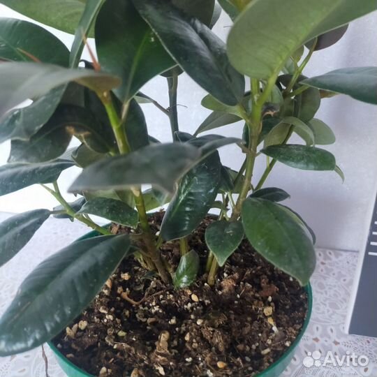 Фикус Робуста