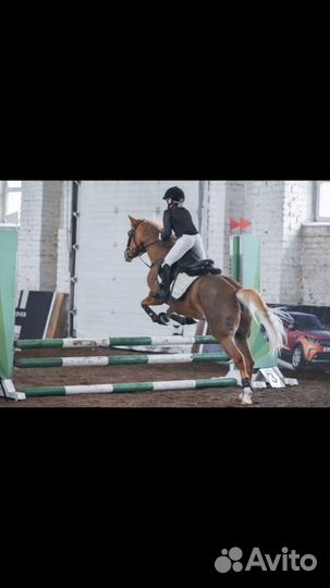 Продажа лошади