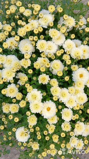 Хризантемы мультифлора в горшках 5 л