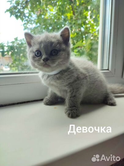 Британские котята