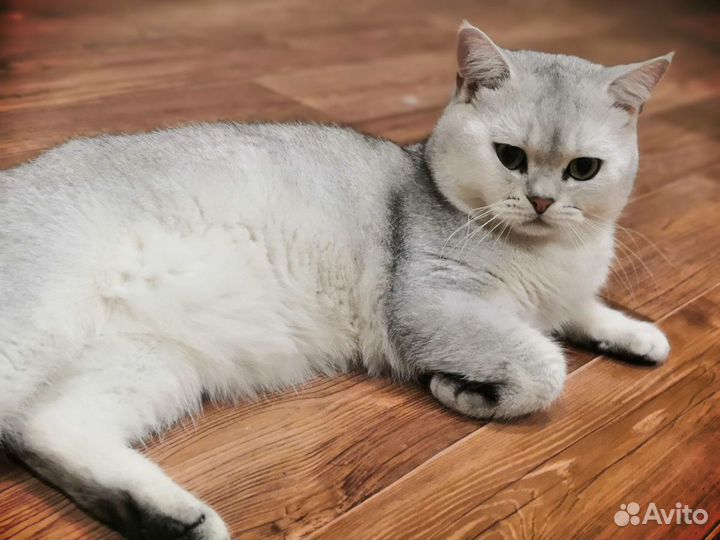 Котик на вязку