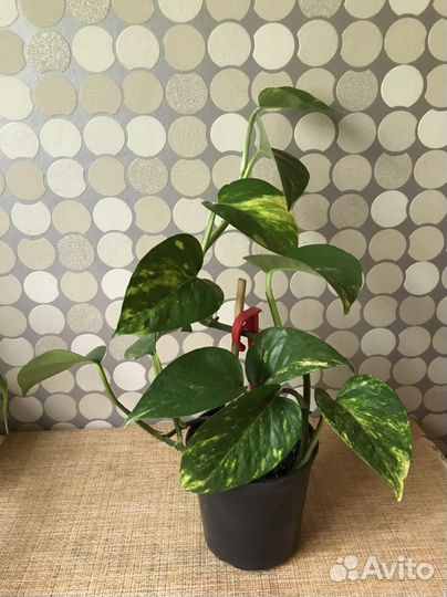 Комнатные растения