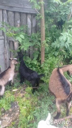 Козлики нубийские