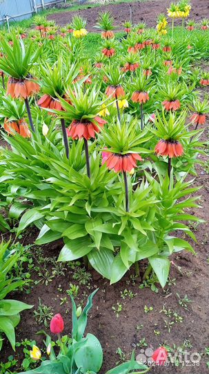 Цветы в сад многолетние