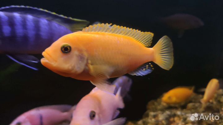 Малавия цихлиды