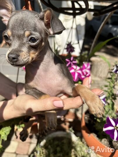 Мини той-терьер